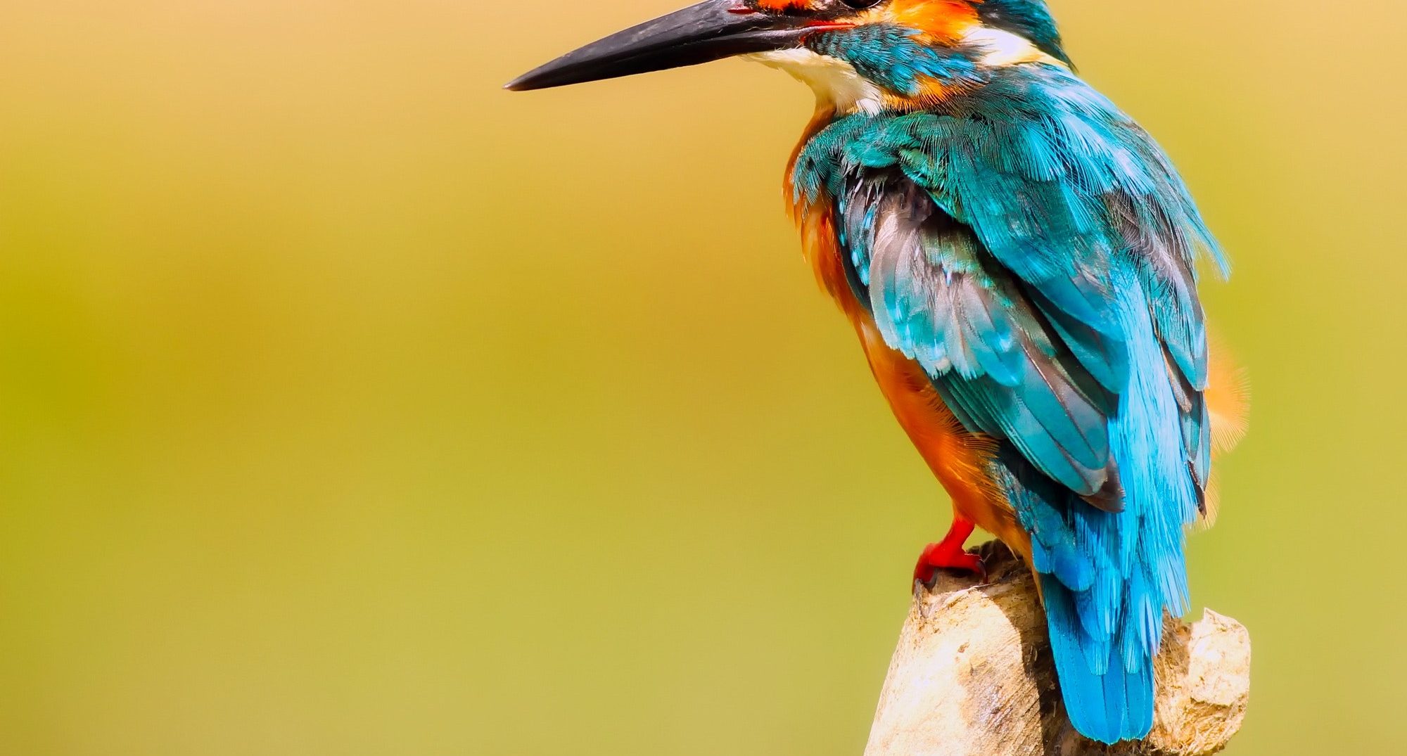 Editing Post Thumbnails in WordPress