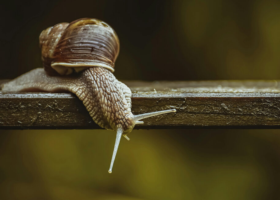 How to Optimize Images for WordPress so your site is faster than this snail.