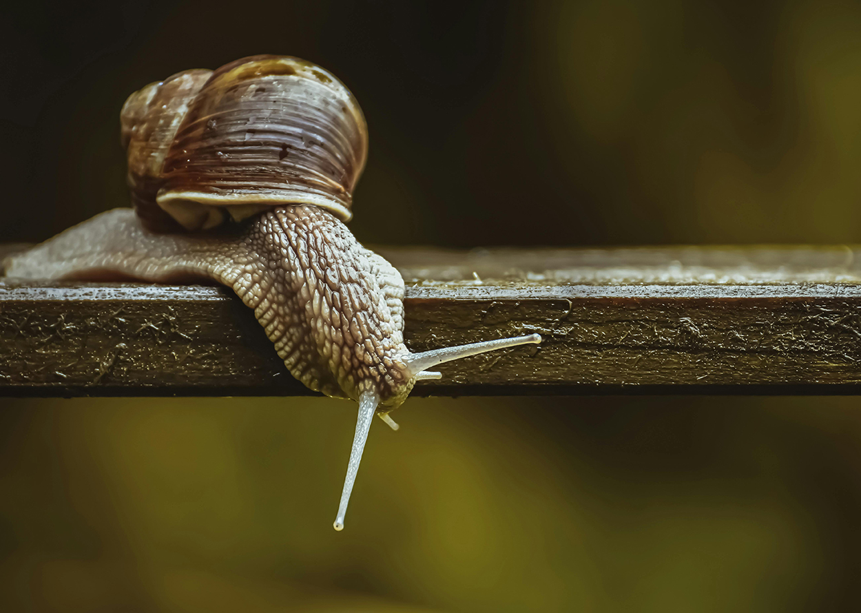 How to Optimize Images for WordPress so your site is faster than this snail.